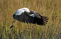 Wood Storks-21